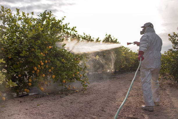 Best Local Pest Control Services  in Avon, MN