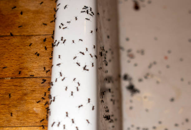 Best Mosquito Control Services  in Avon, MN