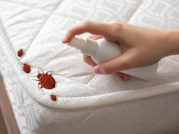Best Spider Control Near Me  in Avon, MN