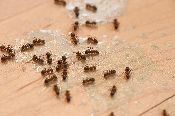 Best Mosquito Control Services  in Avon, MN